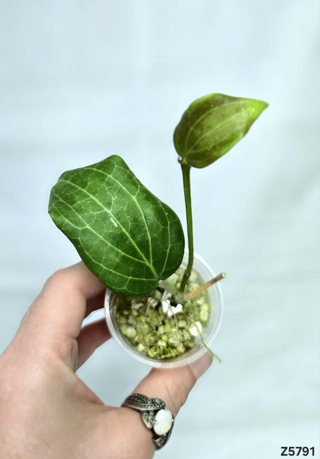 Hoya Merrillii ⭐️ #Z5791