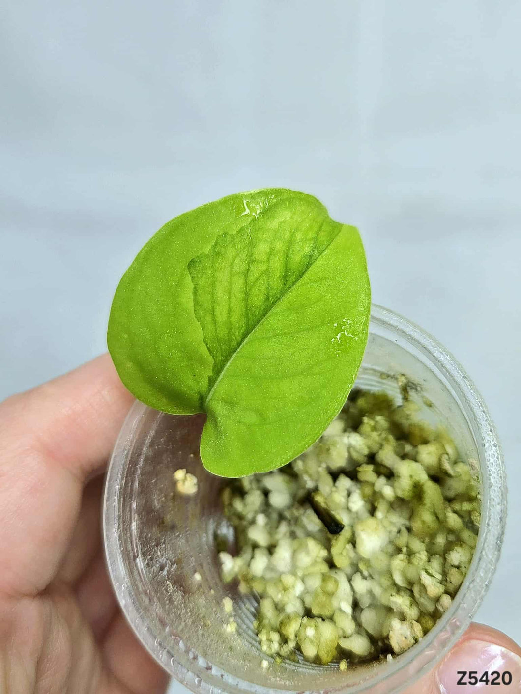 Pothos Manjula #Z5420