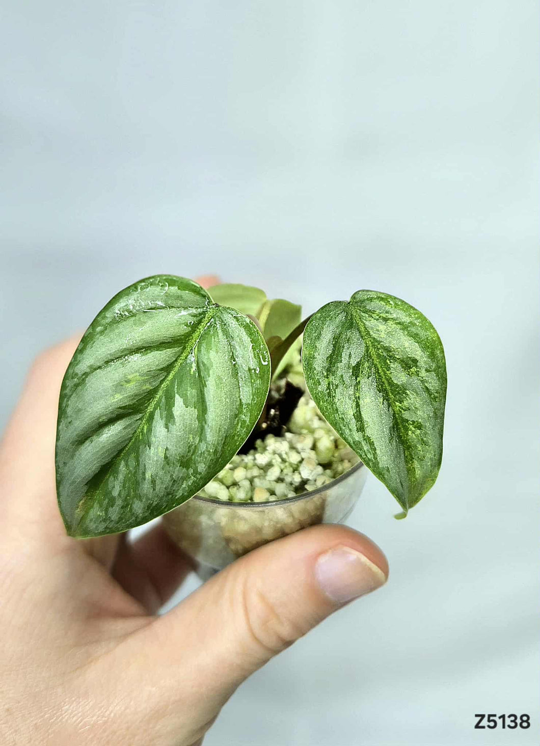 Philodendron Sodiroi Variegata #Z5138