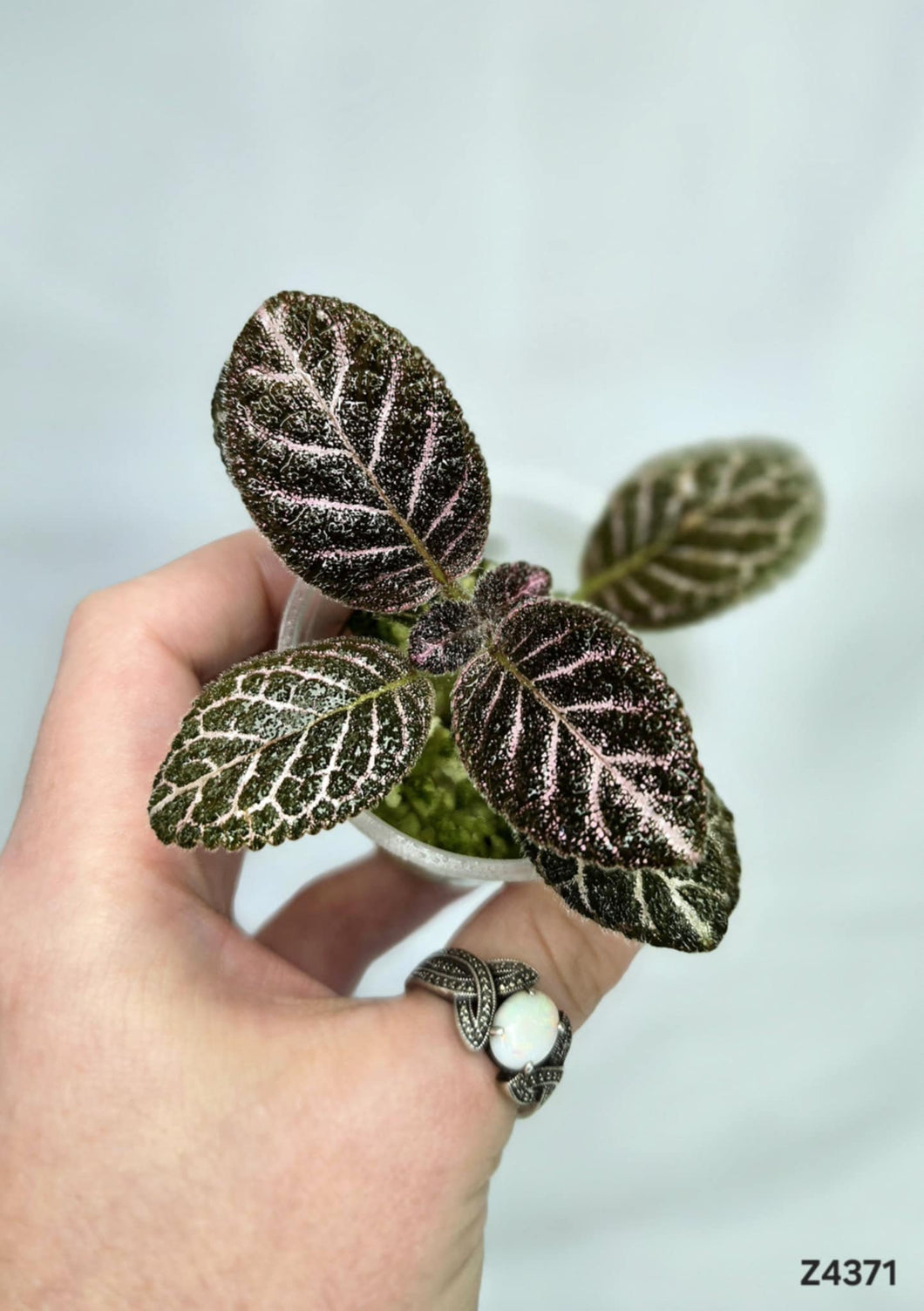 Episcia Cupreata #Z4371