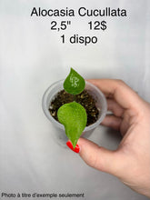 Charger l'image dans la galerie, Alocasia Cucullata
