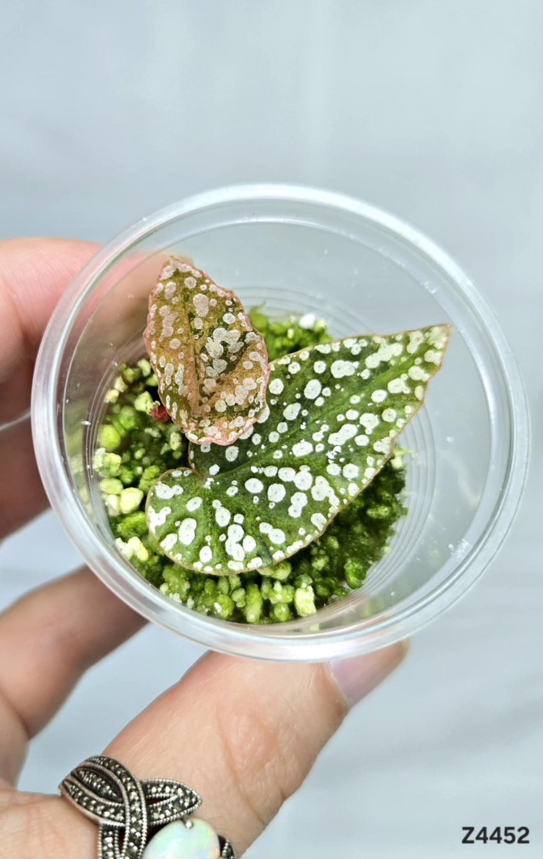 Bégonia Snowcapped Variegata #Z4452