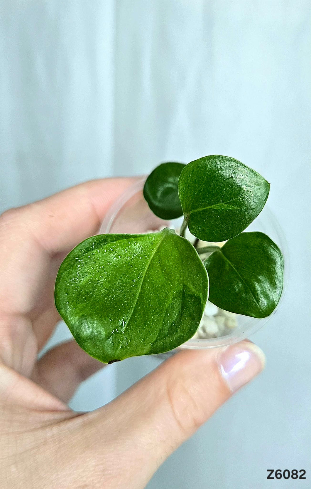 Pothos Manjula Revert #Z6082