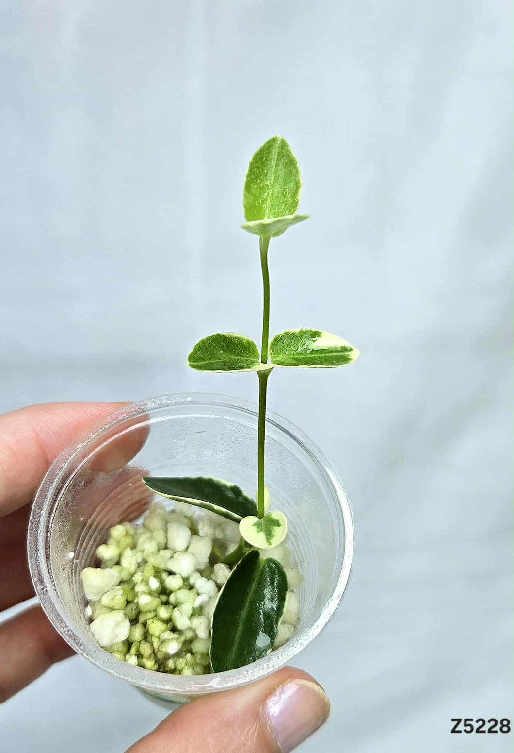 Hoya Cumingiana Albo⭐️ #Z5228
