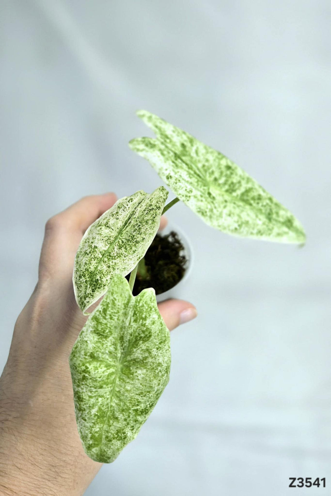 Alocasia Longiloba Mint #Z3541