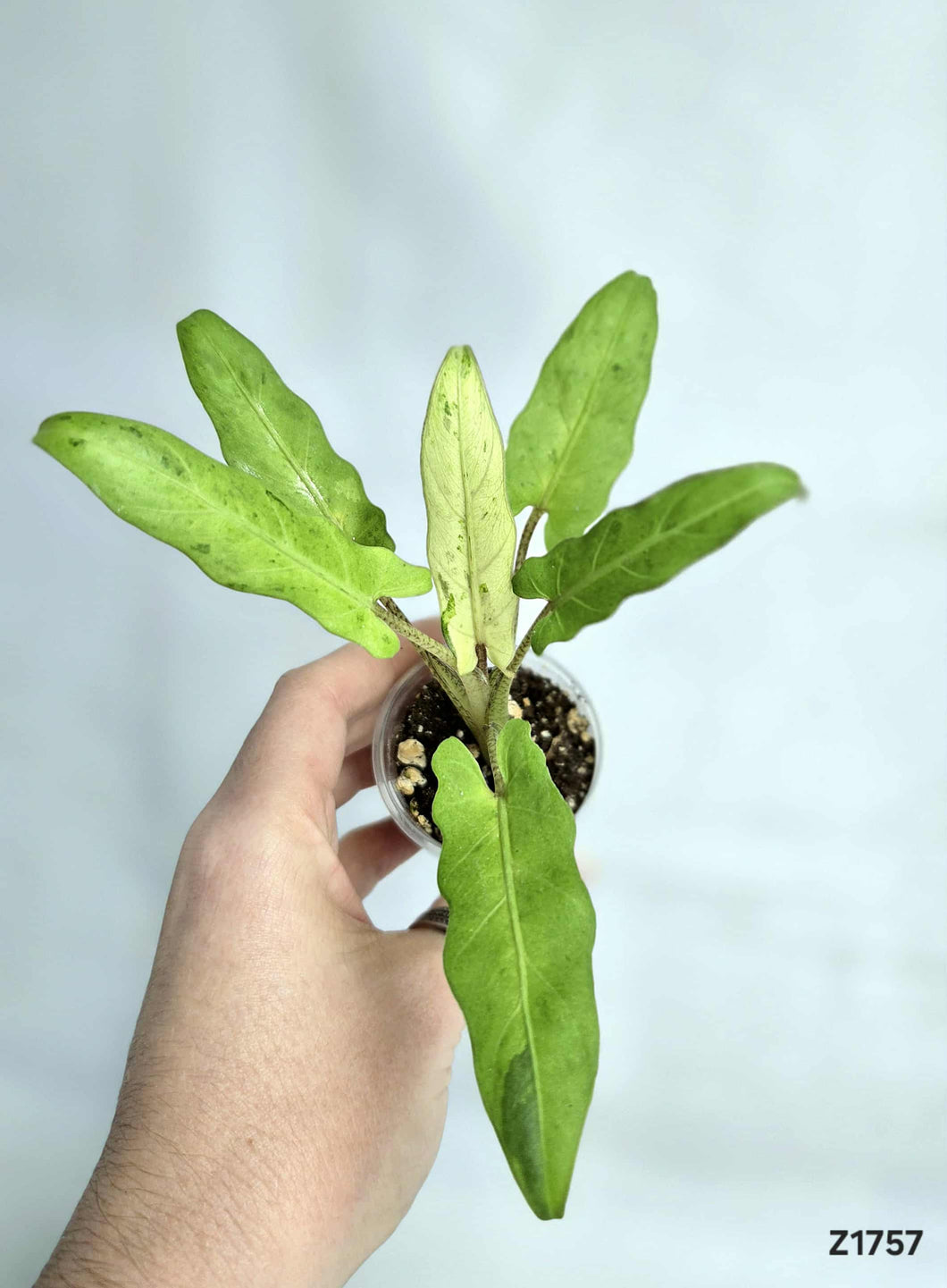 Alocasia Lauterbachiana Variegata #Z1757