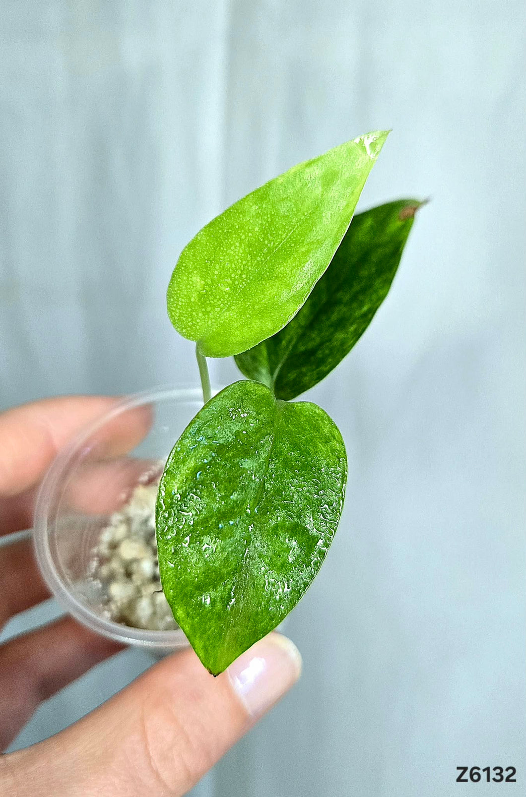 Epipremnum Yellow Star #Z6132