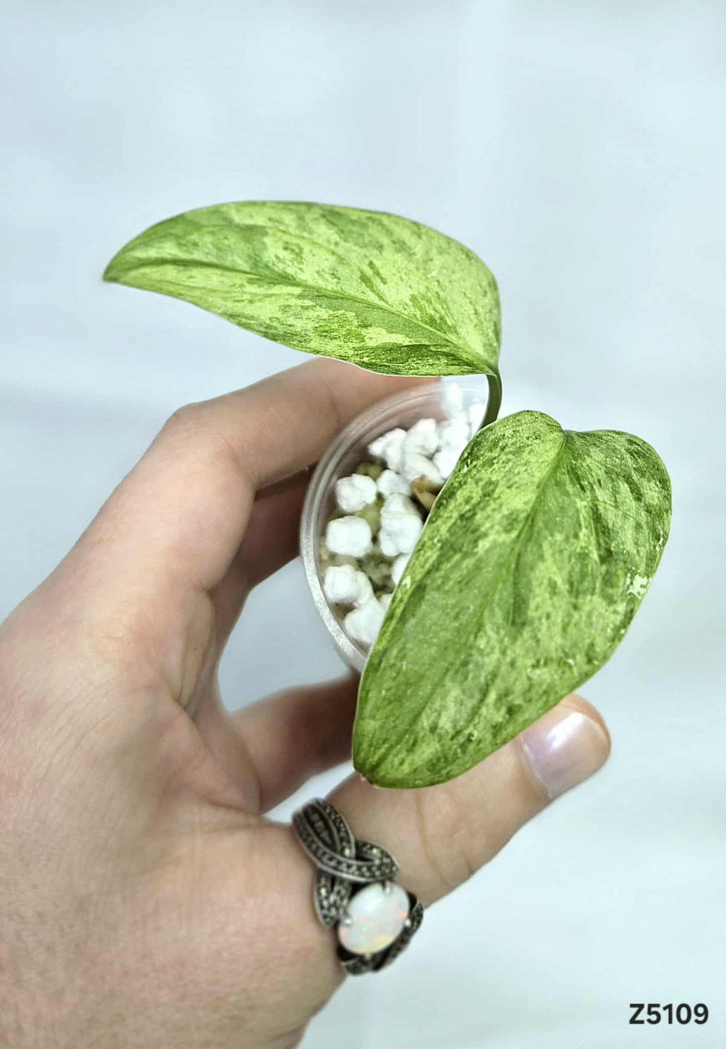 Monstera Adansonii Indo #Z5109