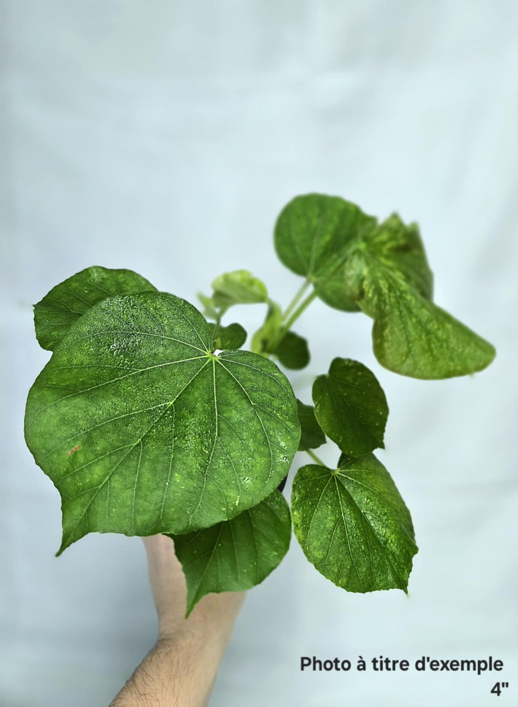 Hibiscus