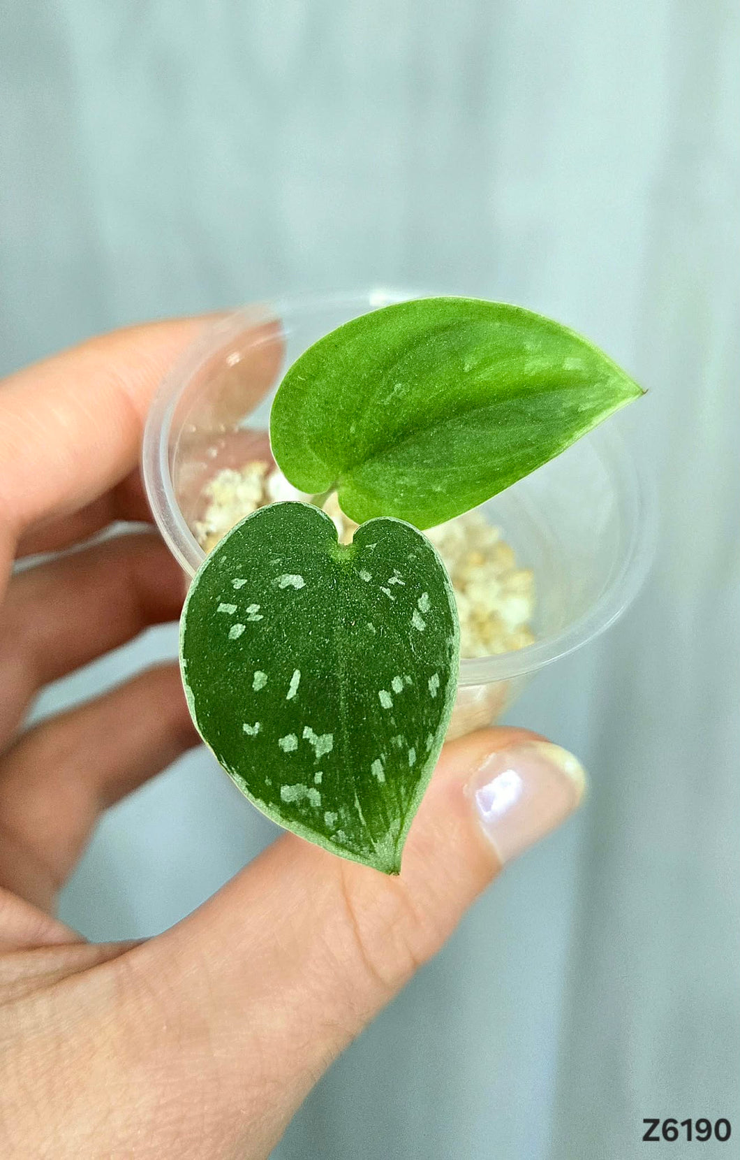 Scindapsus Silver Splash #Z6190