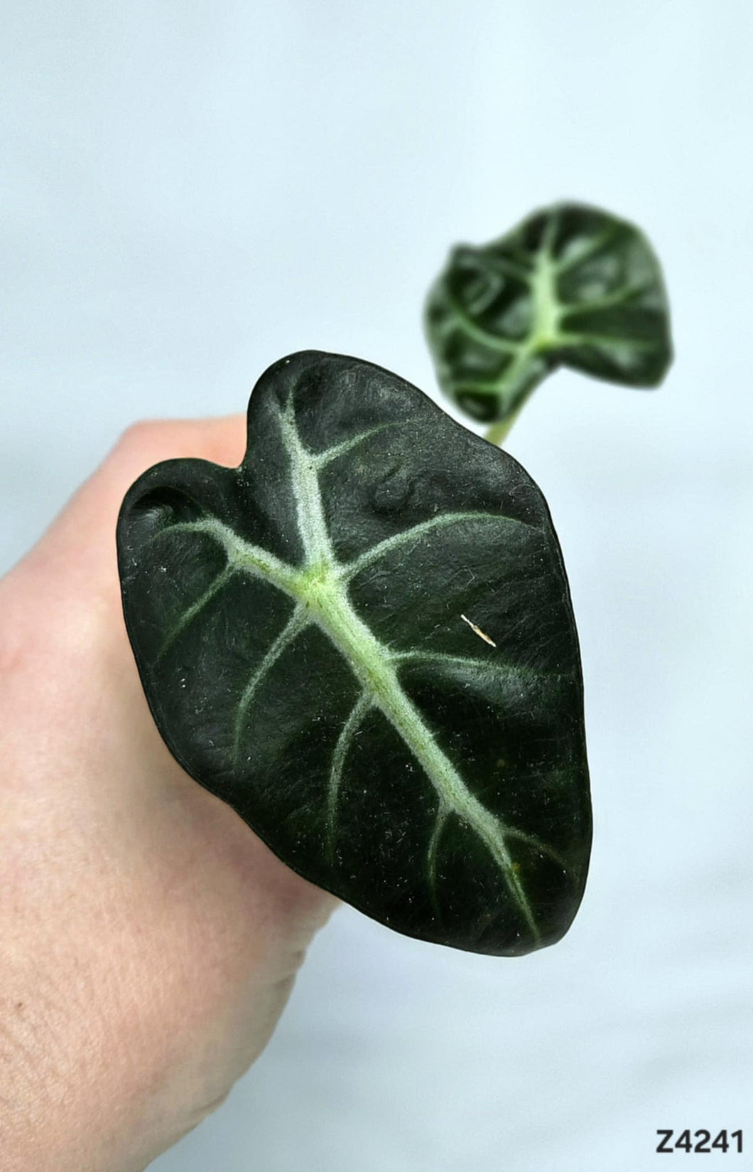 Alocasia Heart Balloon #Z4241