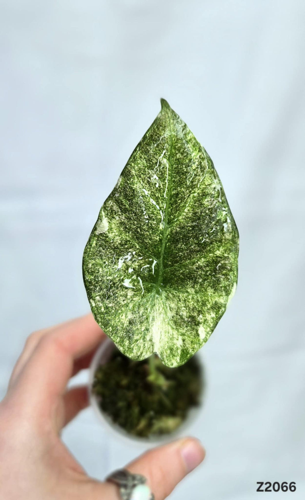 Alocasia Regal Shield Albo/Mint #Z2066