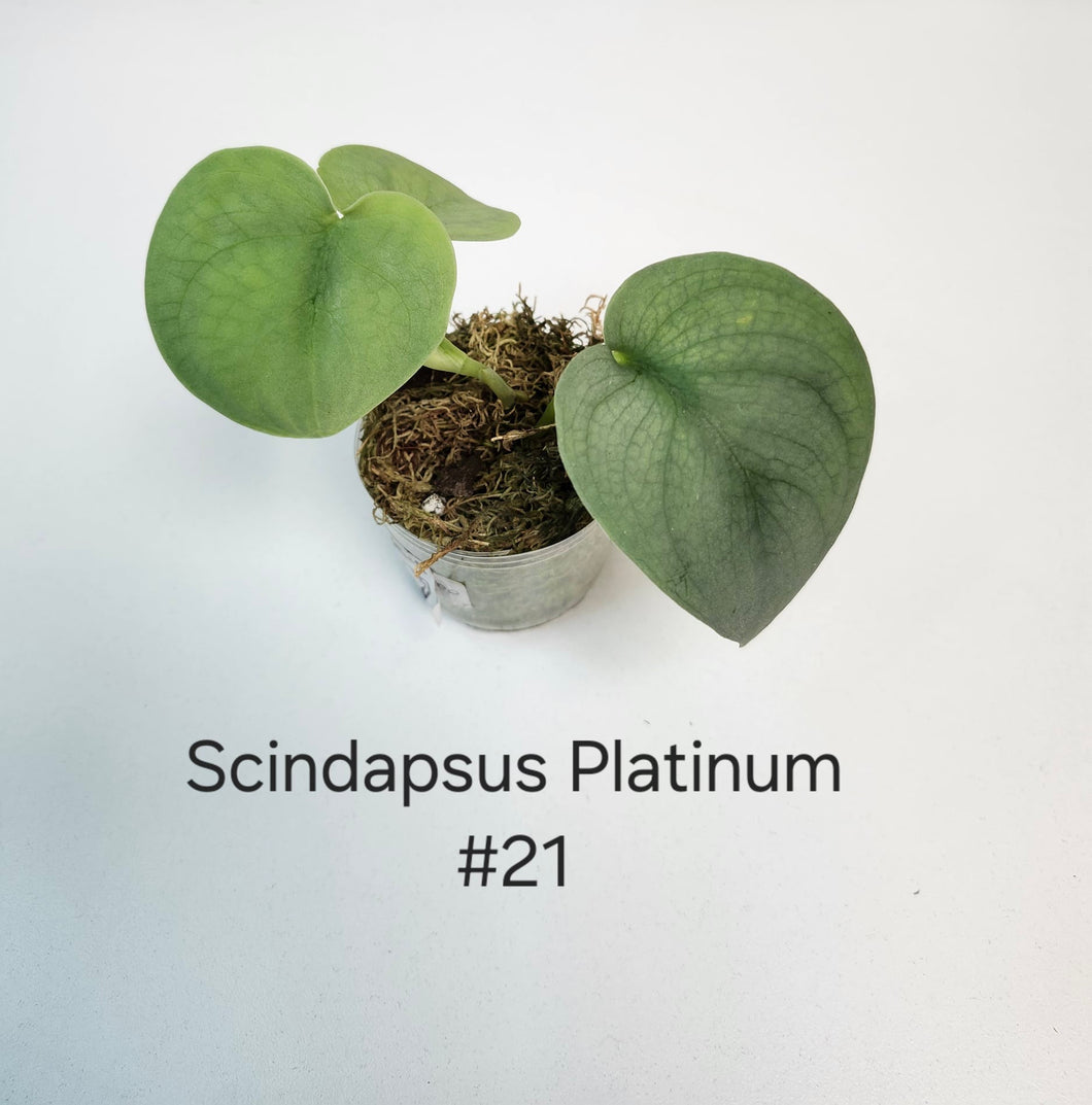 Scindapsus platinum #21