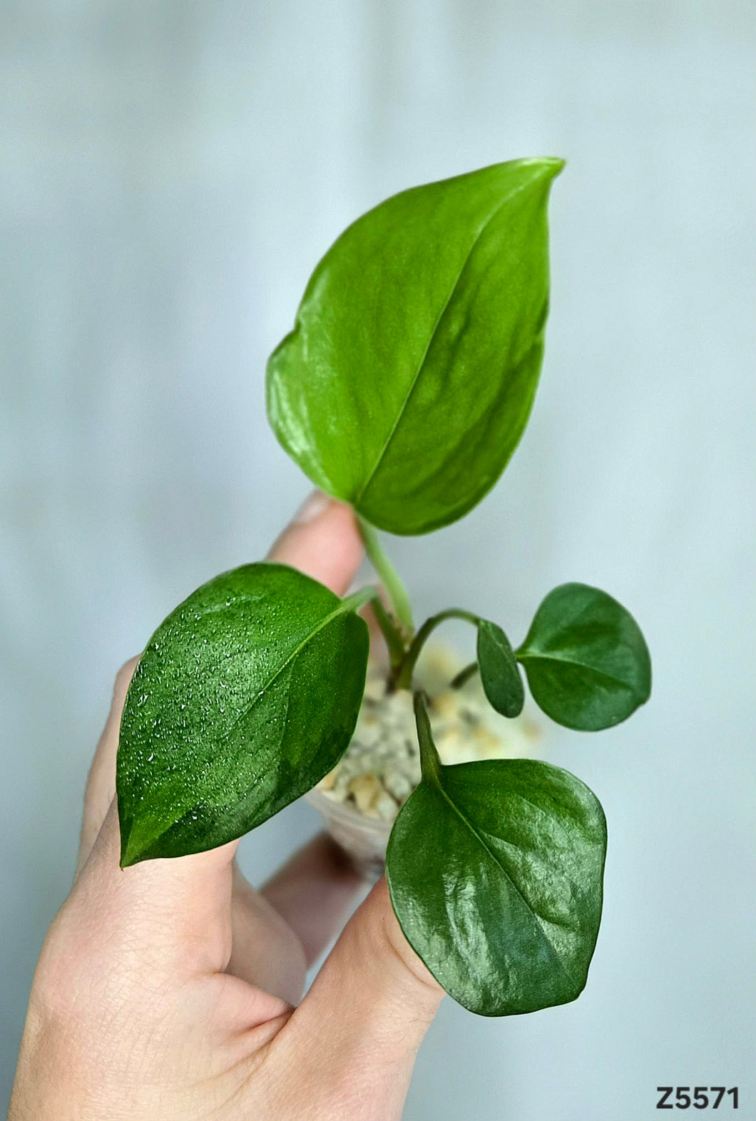 Pothos Manjula Revert #Z5571