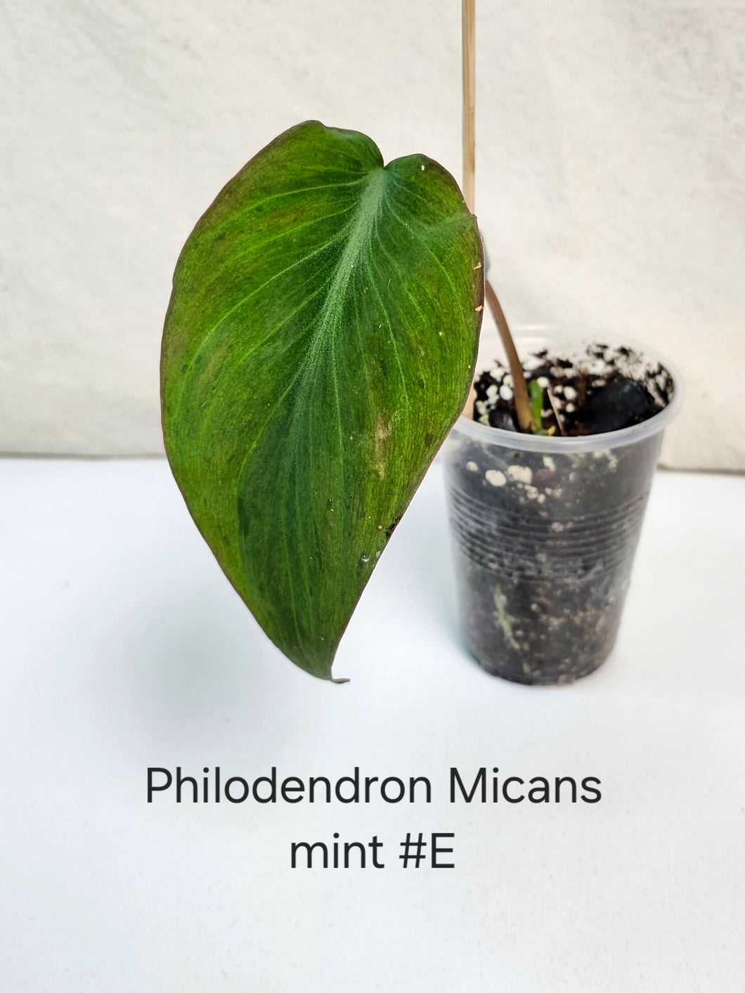 Philodendron Mican mint #E