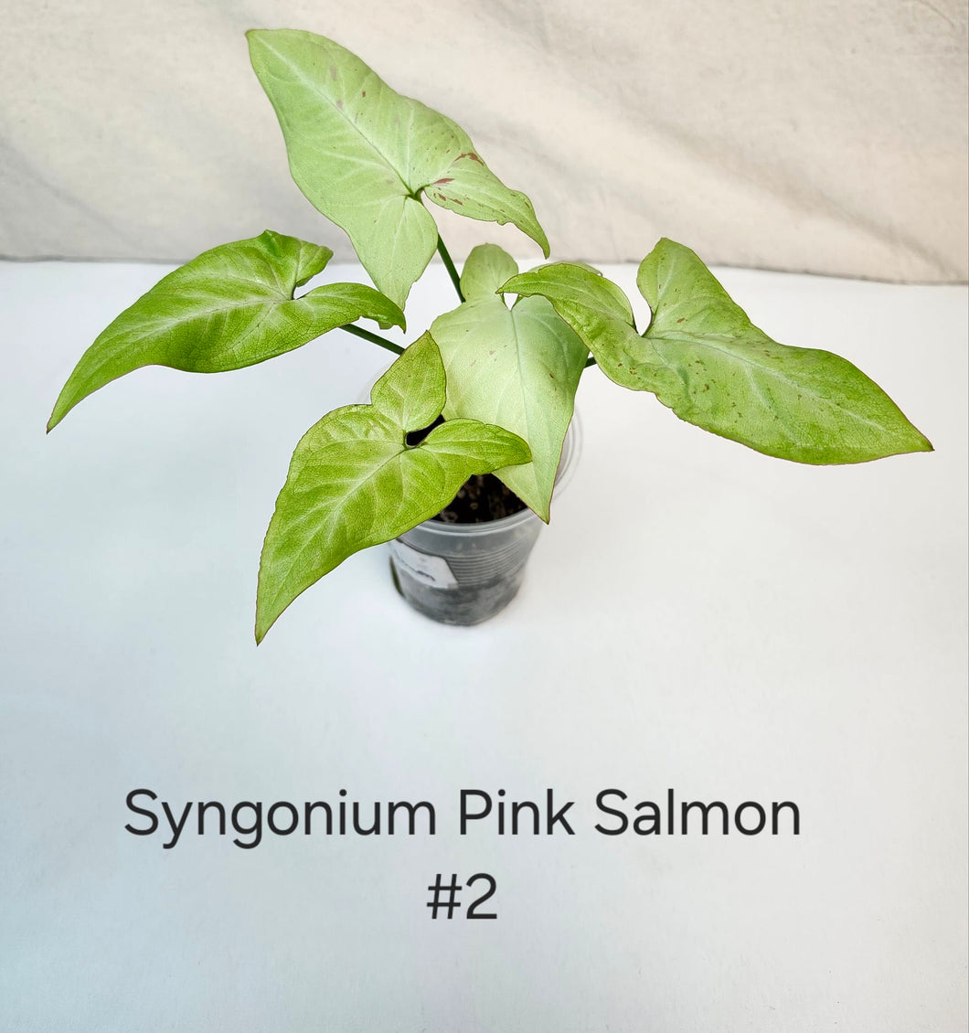 Syngonium pink salmon #2