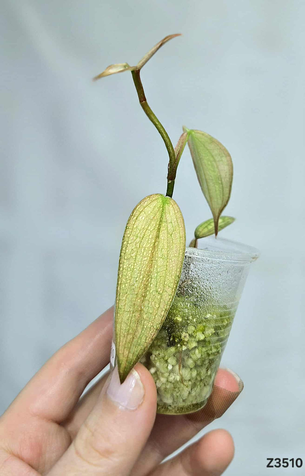 Philodendron Burle Marx Fantasy  #Z3510