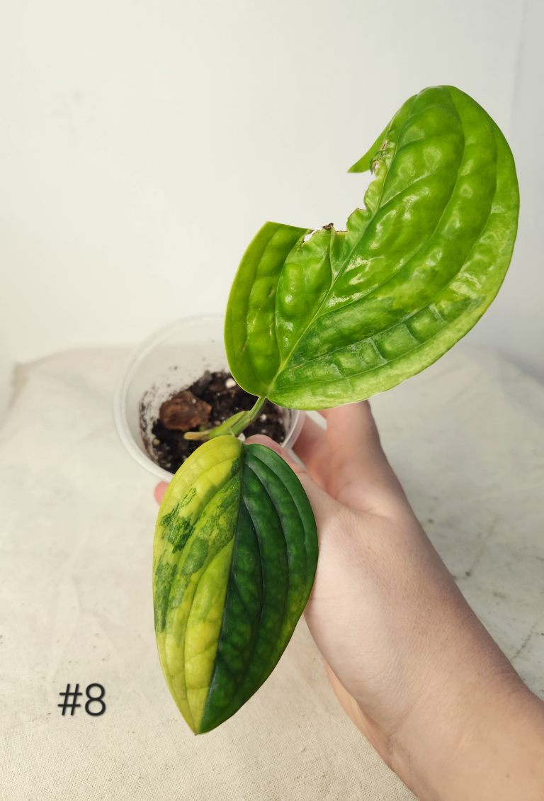Monstera péru variegata