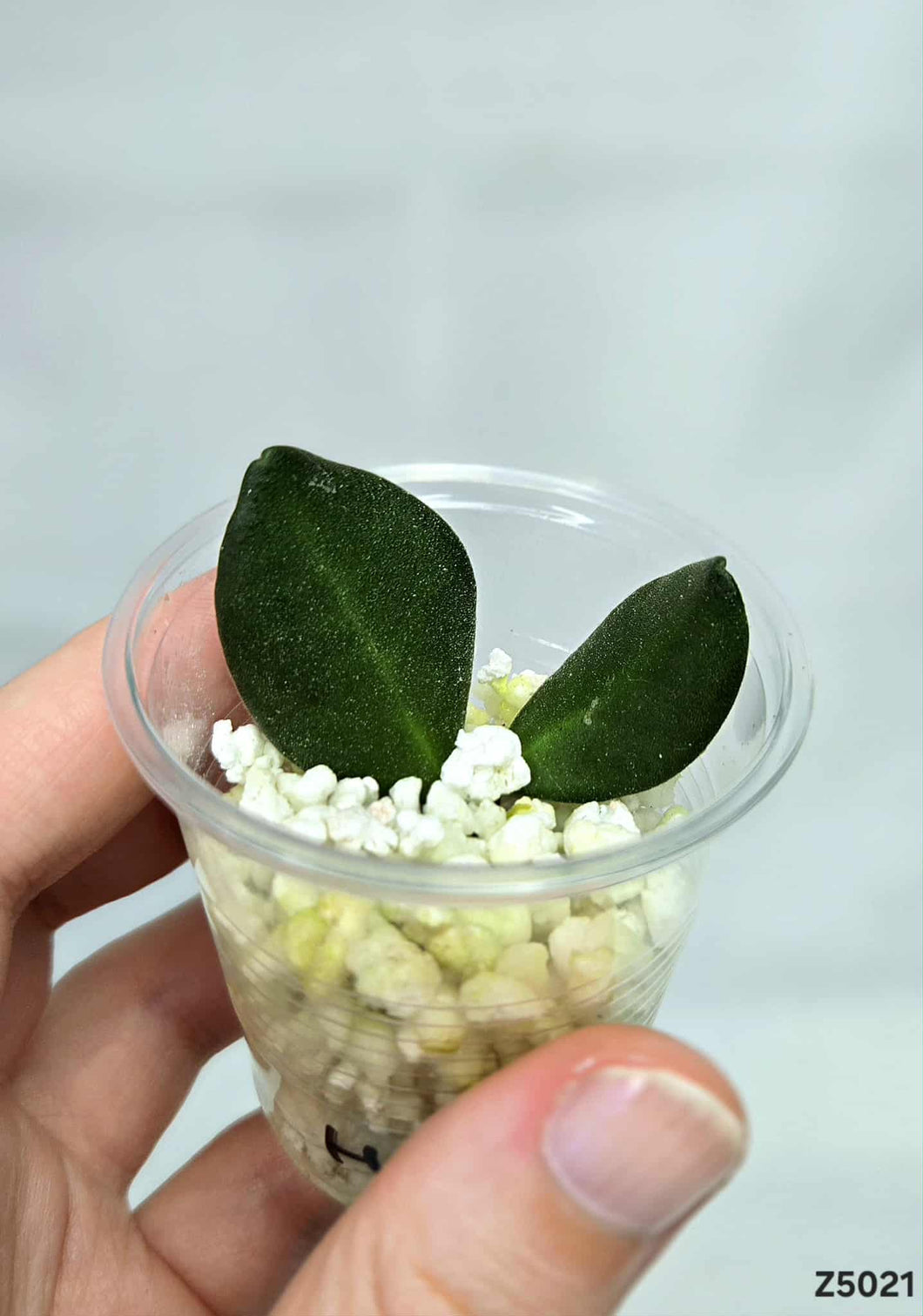 Hoya Bilobata ⭐️ #Z5021