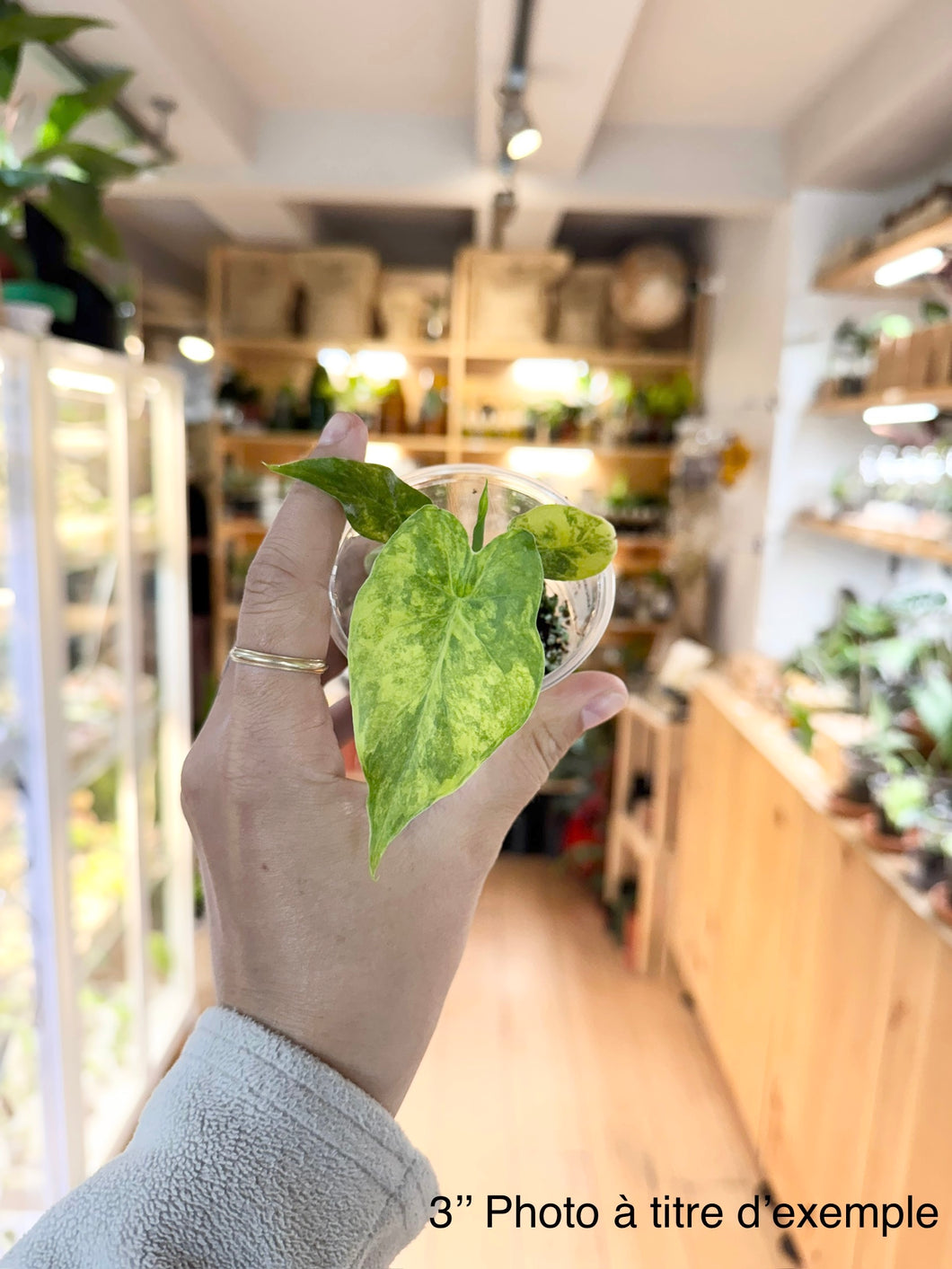 Alocasia gageana aurea