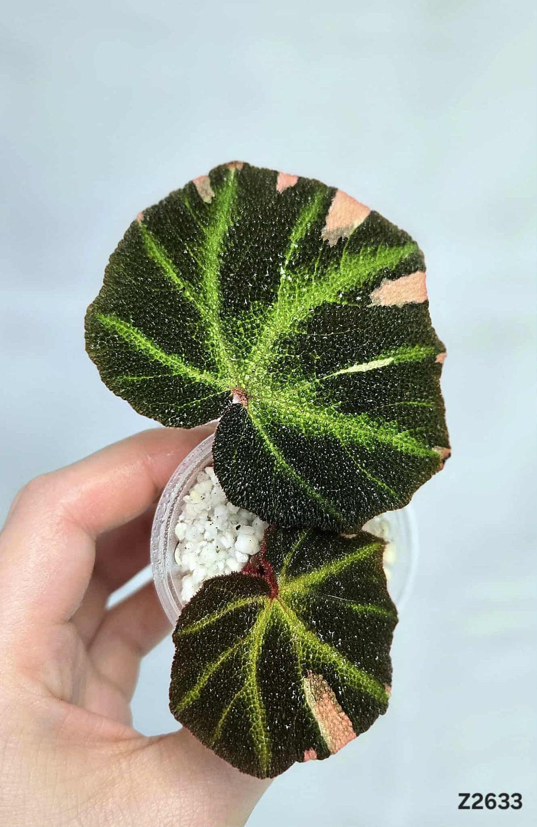 Bégonia SoliMutata Variegata #Z2633