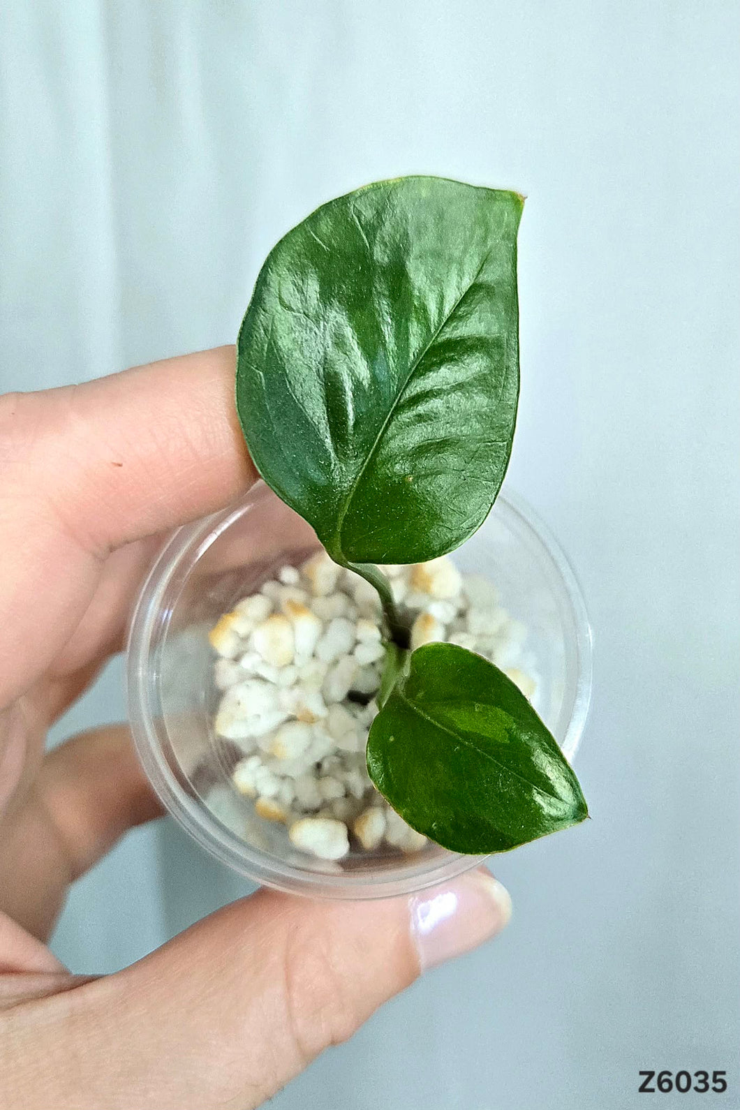 Pothos Manjula Revert #Z6035