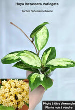 Load image into Gallery viewer, Hoya Incrassata Moonshadow ⭐️
