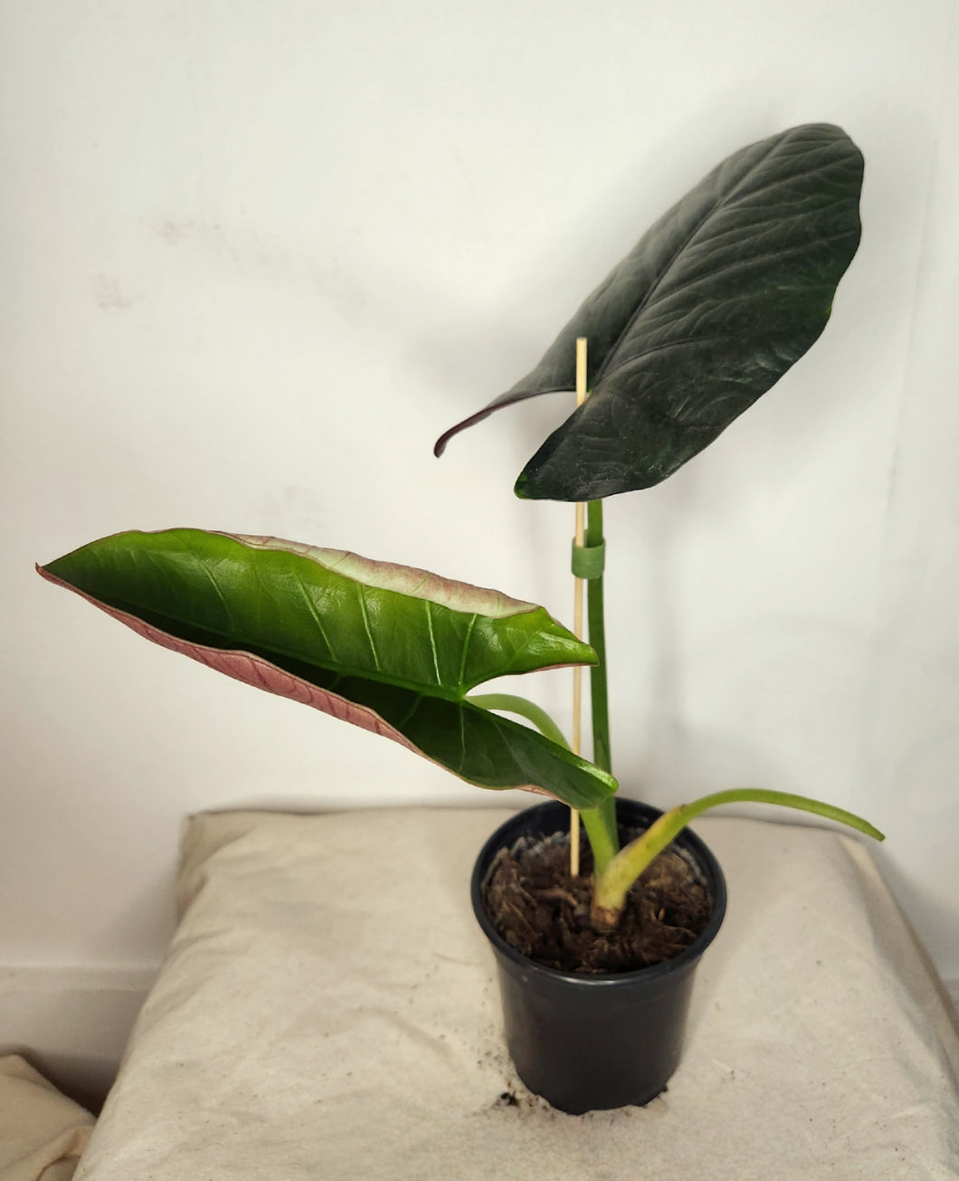 Alocasia reginae dark