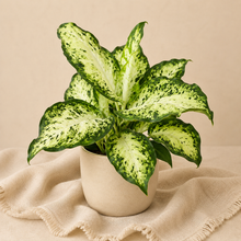 Charger l'image dans la galerie, Dieffenbachia Amy

