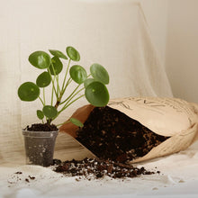 Load image into Gallery viewer, Terreau chunky avec jeunes plantes en pot
