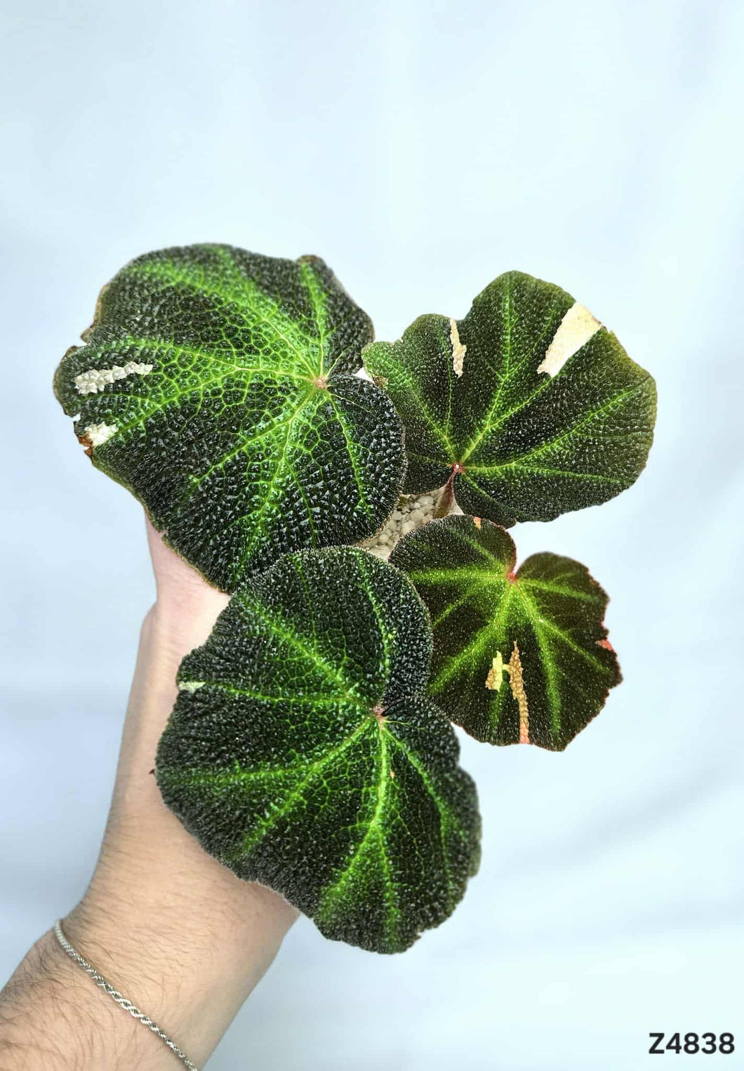 Bégonia SoliMutata Variegata #Z4838
