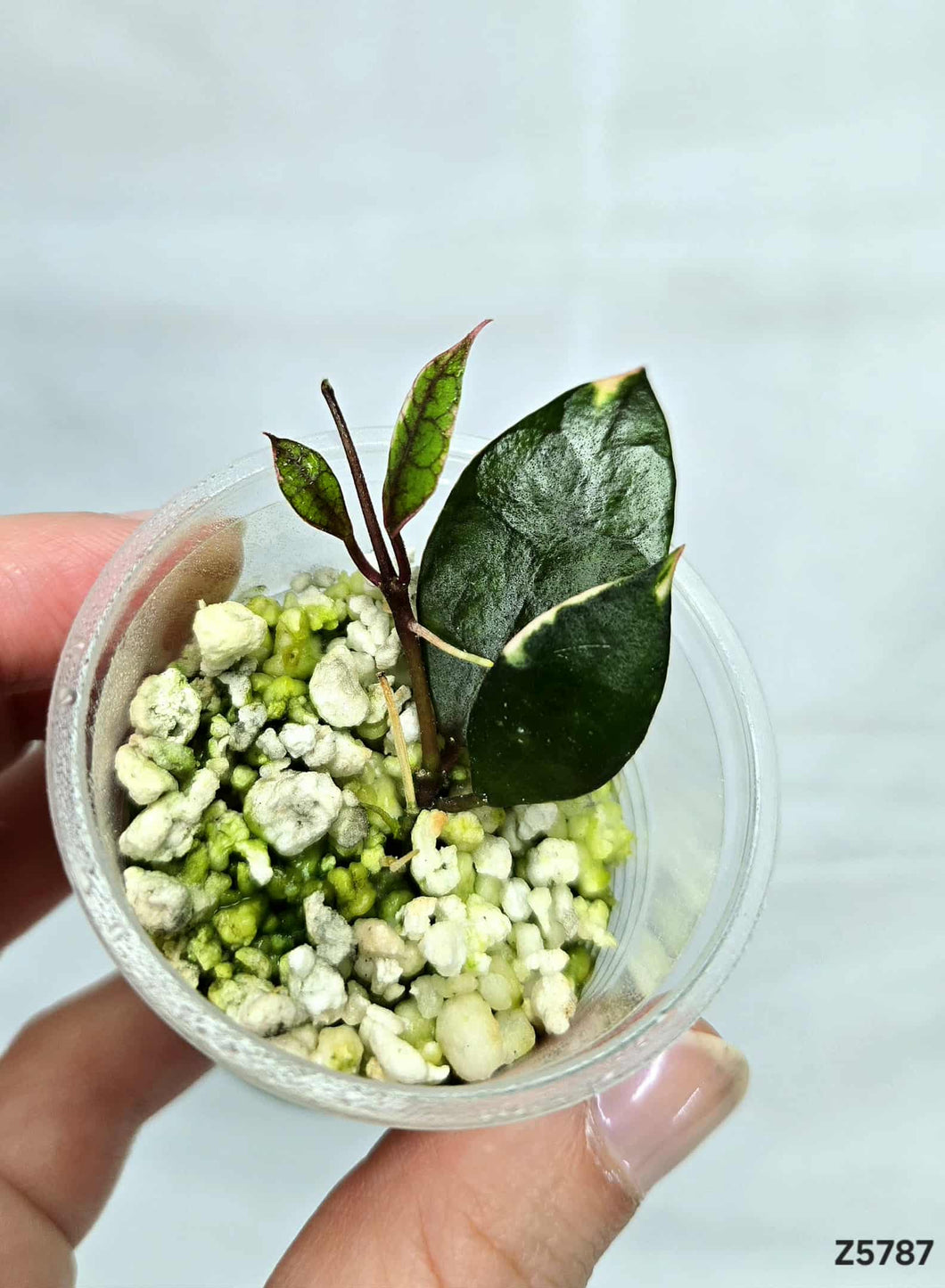 Hoya Lacunova Asami ⭐️ #Z5787