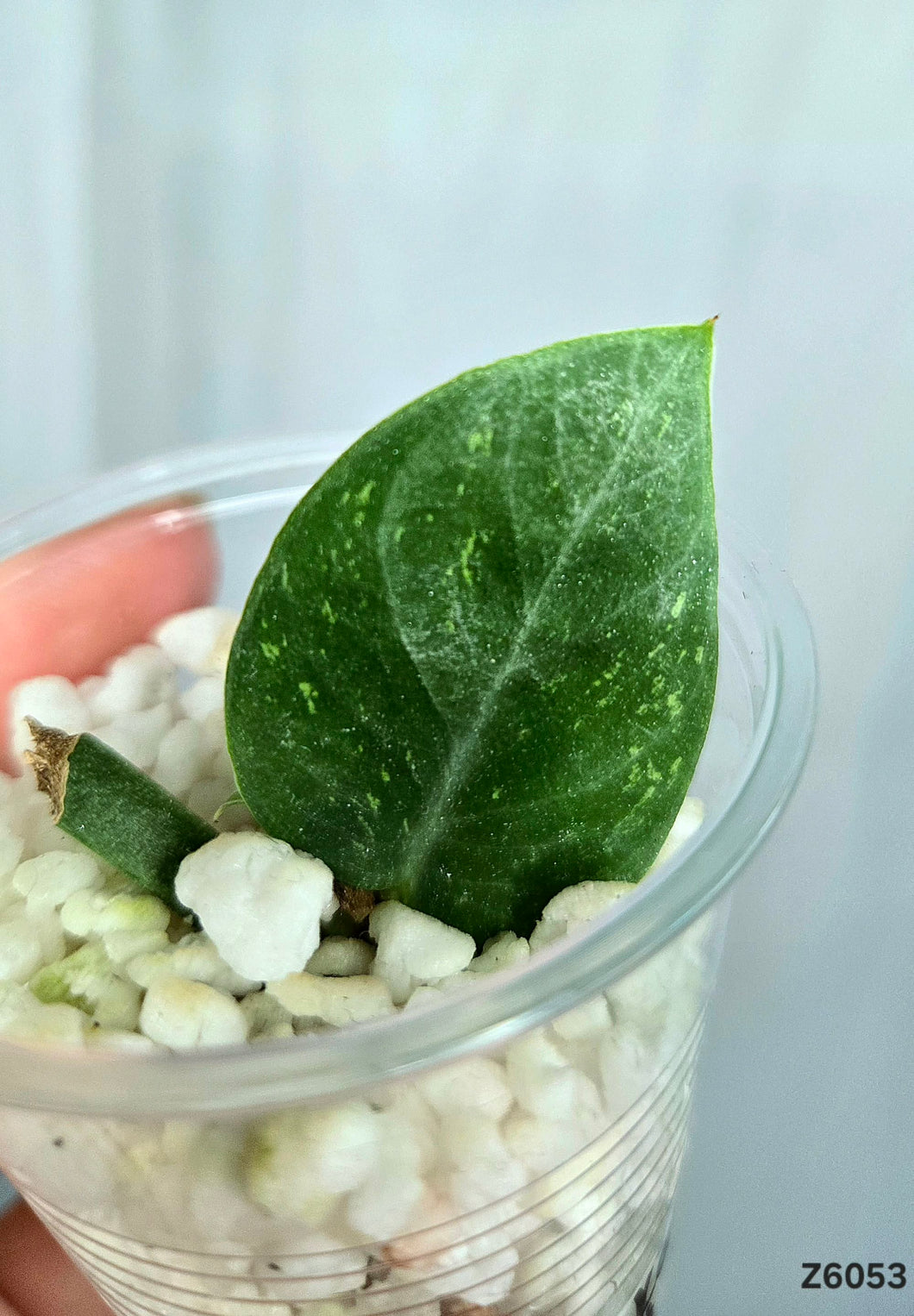 Rhaphidophora Hongkongensis Mint #Z6053