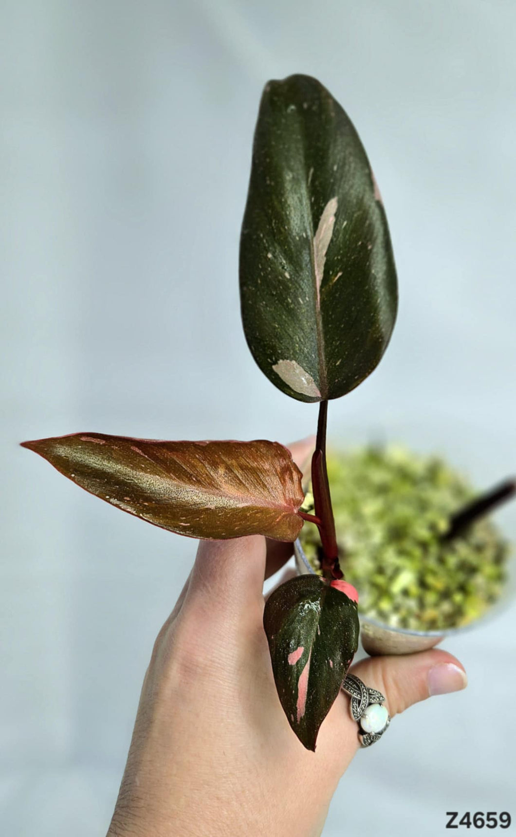 Philodendron Pink Princess Marble King #Z4659