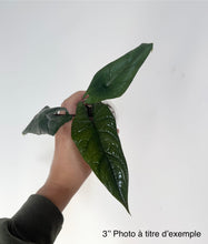 Load image into Gallery viewer, Alocasia Scalprum
