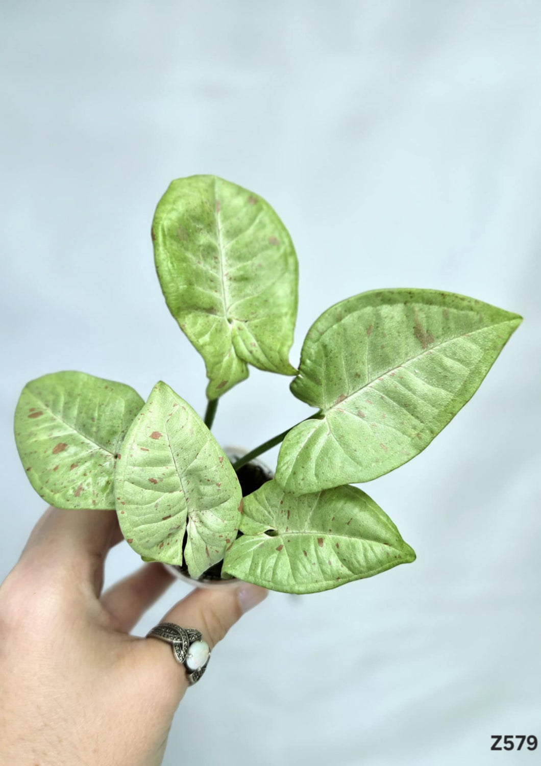 Syngonium Tricolore Confetti #Z579