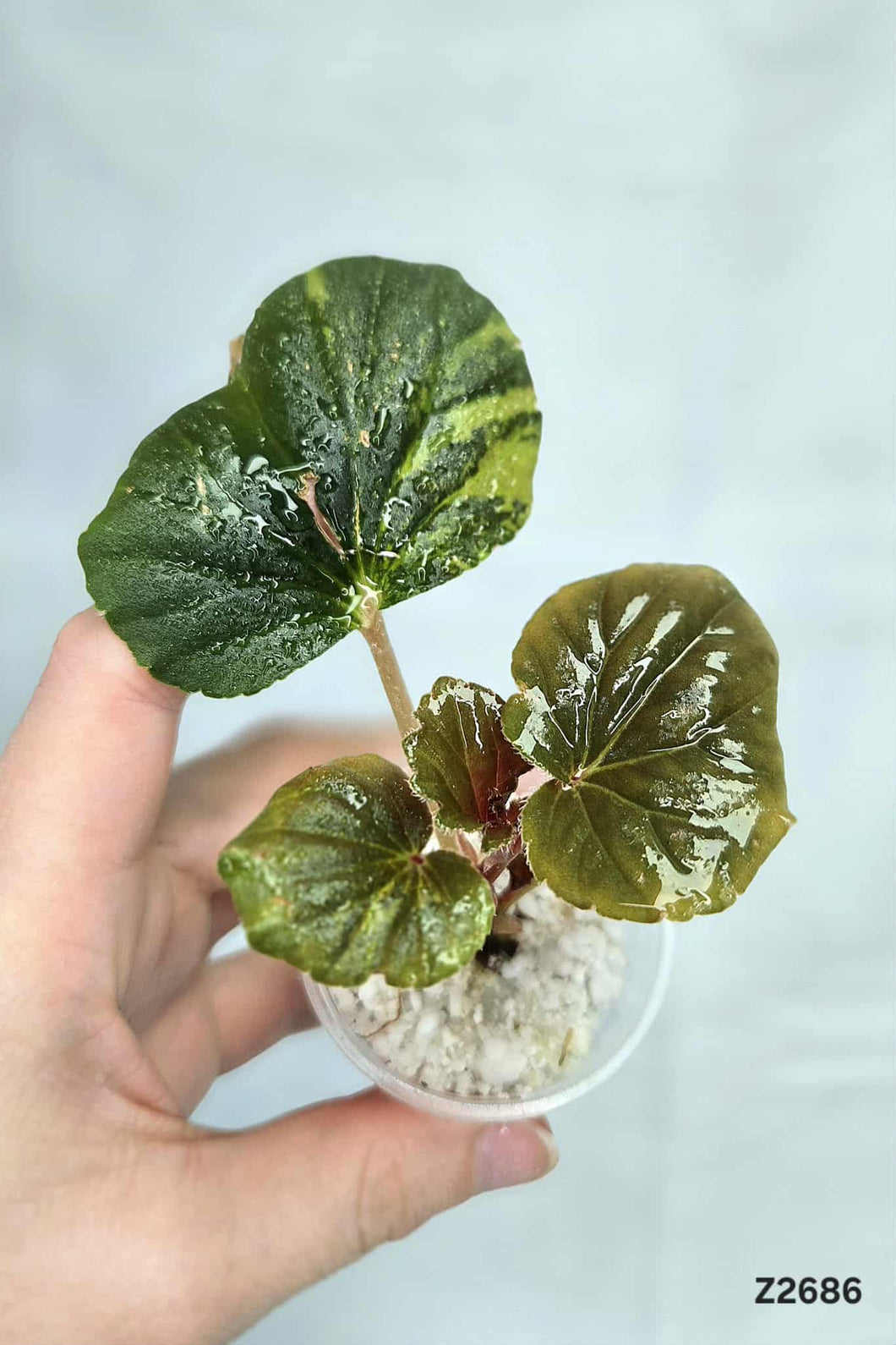 Bégonia Cucullata Variegata #Z2686