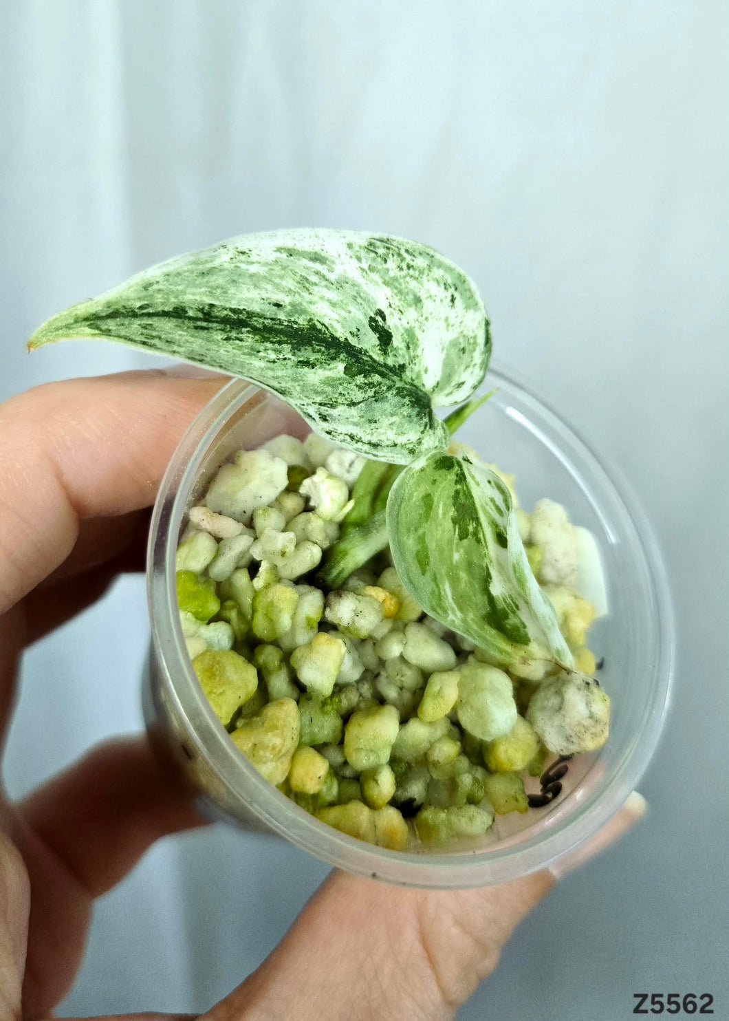 Scindapsus Perlas #Z5562