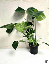 Charger l&#39;image dans la galerie, Monstera deliciosa

