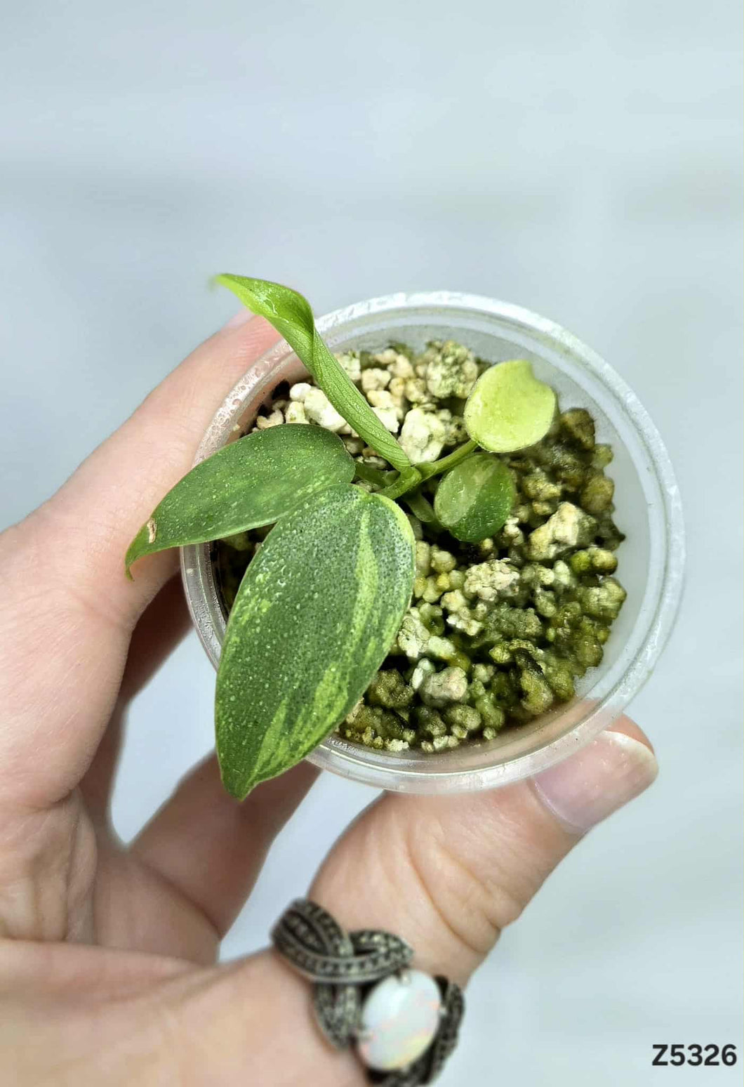 Philodendron Violin Variegata #Z5326