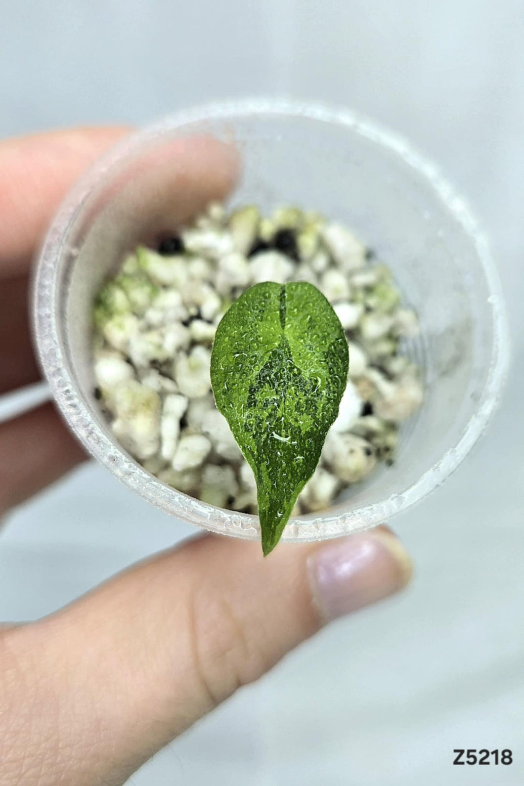 Alocasia longiloba Lemon Mint #Z5218