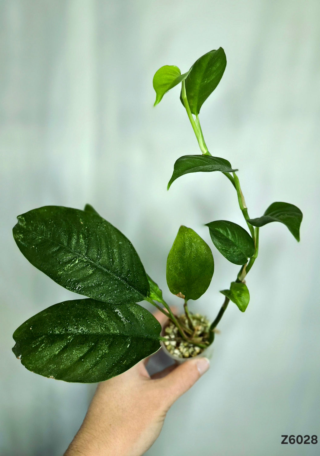 Rhaphidophora Puberula Variegata Revert #Z6028