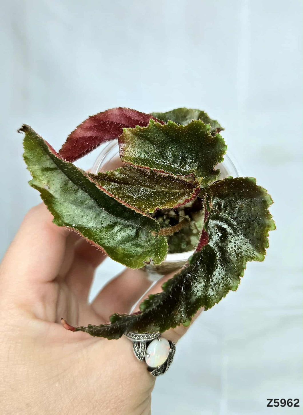 Bégonia Galaxy Revert #Z5962