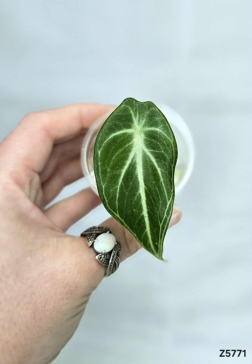 Alocasia Reginula  #Z5771