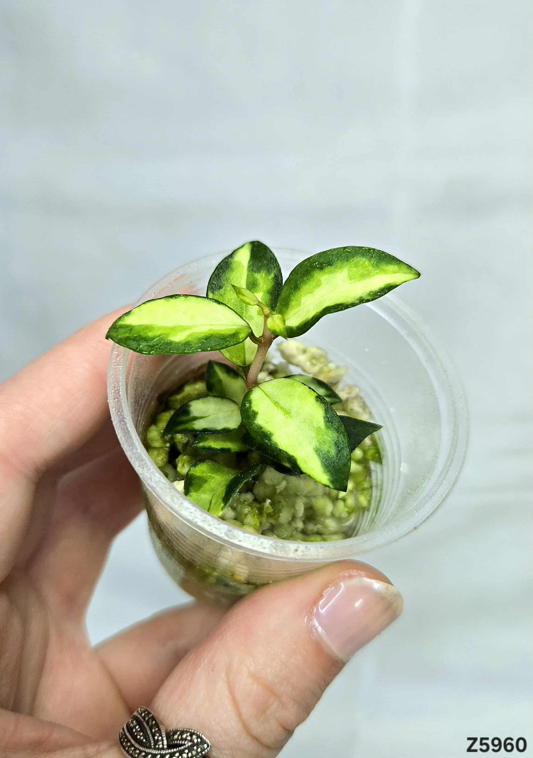 Hoya Lacunosa Variegata ⭐️ #Z5960