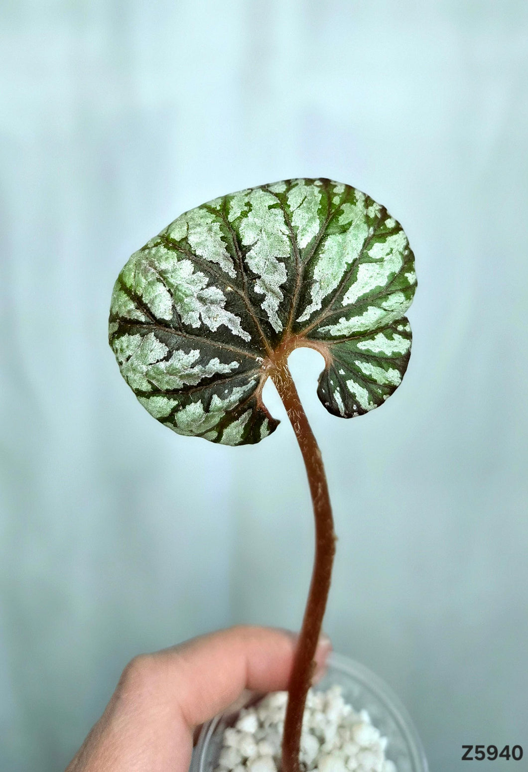 Bégonia No Id  #Z5940