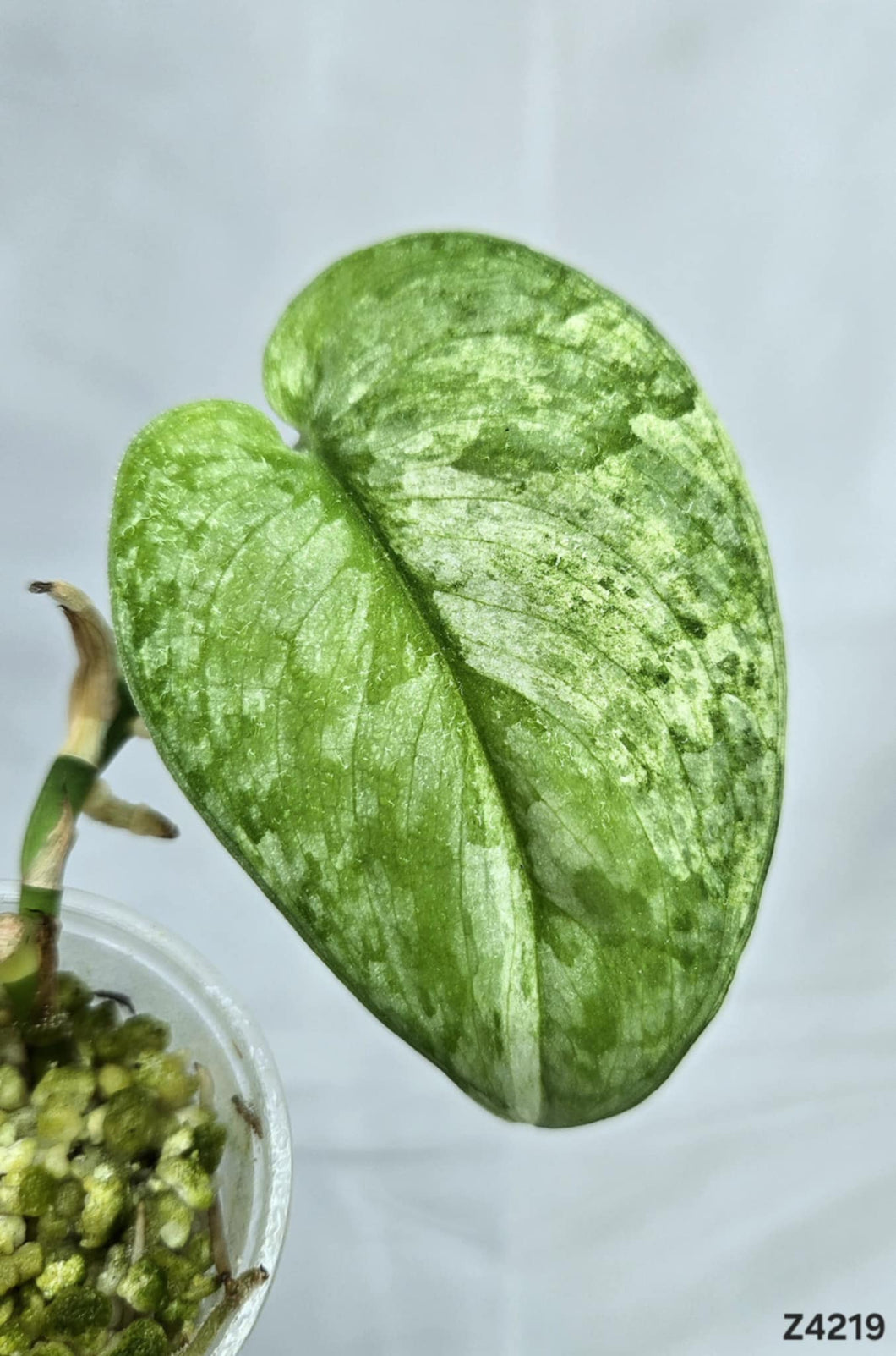 Scindapsus Silver Dark Cloud Variegata #Z4219