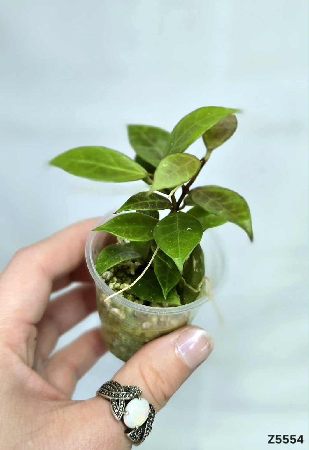 Hoya Rebecca ⭐️ #Z5554