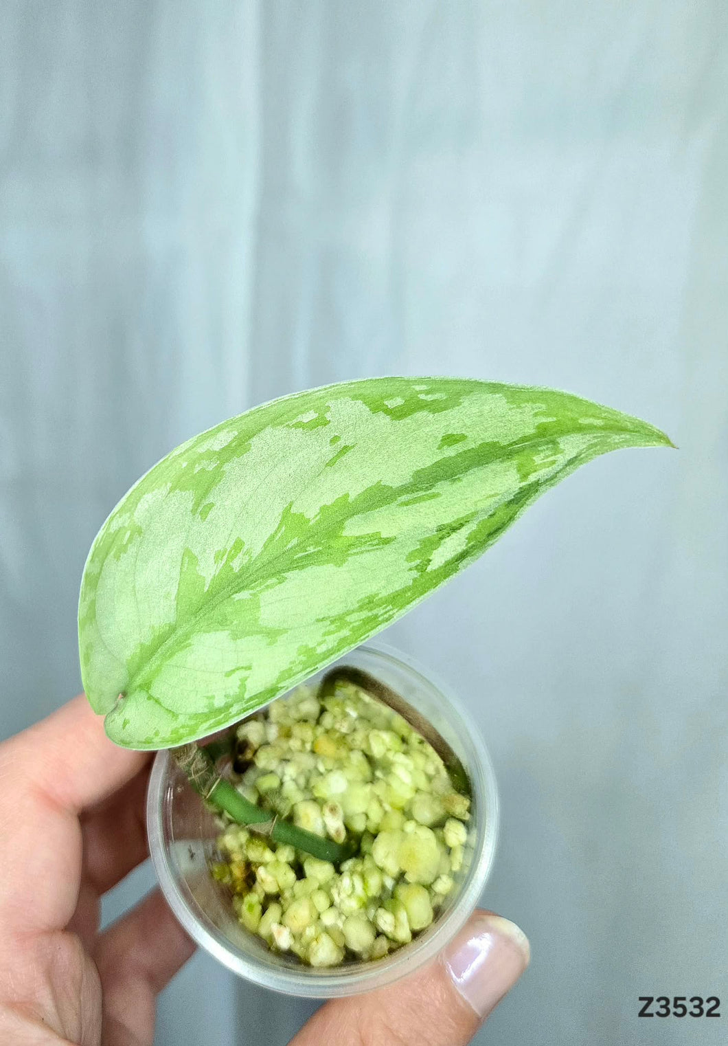 Scindapsus Lakambini #Z3532