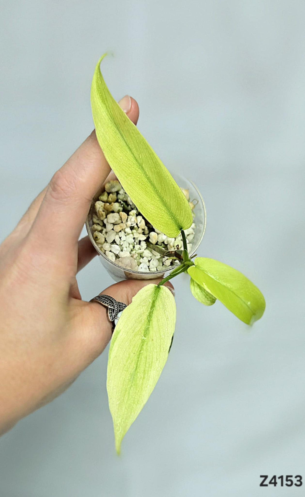Philodendron Golden Dragon Mint #Z4153